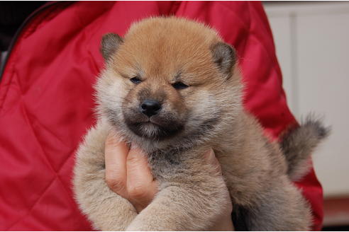 成約済の埼玉県の柴犬-66767の8枚目