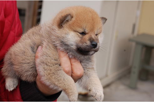 成約済の埼玉県の柴犬-66767の7枚目