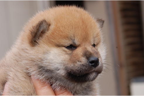 成約済の埼玉県の柴犬-66767の6枚目