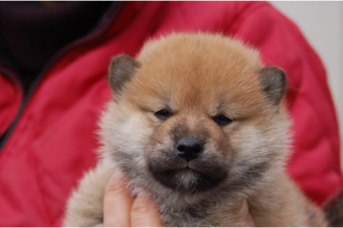 成約済の埼玉県の柴犬-66767の5枚目