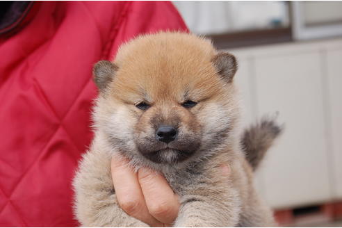 成約済の埼玉県の柴犬-66767の4枚目