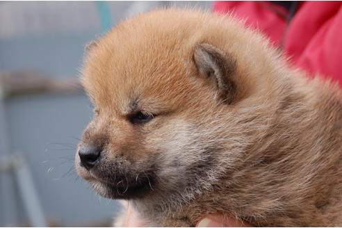 成約済の埼玉県の柴犬-66767の3枚目