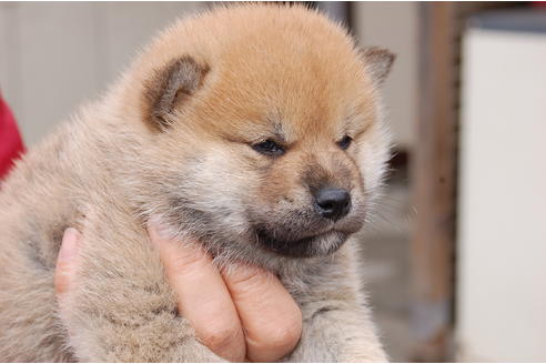 成約済の埼玉県の柴犬-66767の2枚目