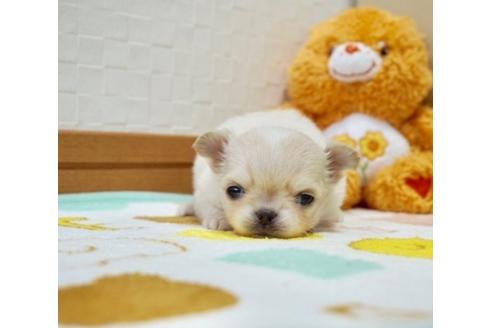 成約済の香川県のチワワ(ロングコート)-66775の3枚目