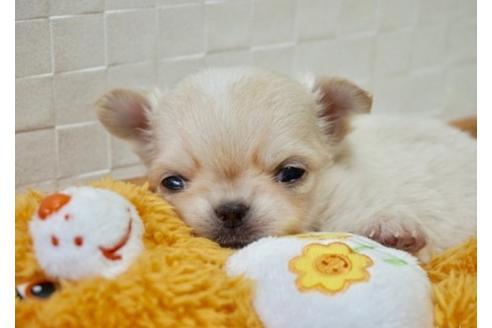 成約済の香川県のチワワ(ロングコート)-66775の2枚目