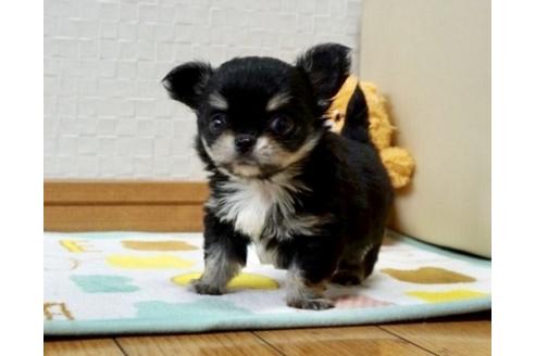 成約済の香川県のチワワ(ロングコート)-66776の3枚目