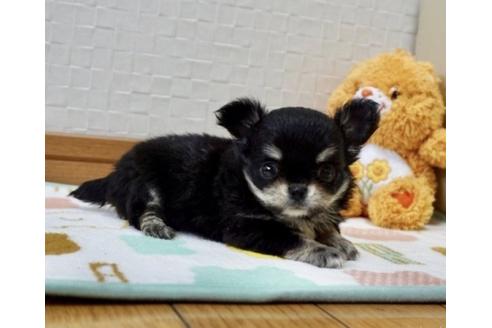 成約済の香川県のチワワ(ロングコート)-66776の1枚目