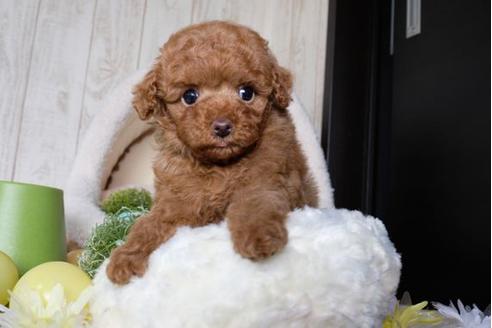 成約済の滋賀県のトイプードル-65983の1枚目