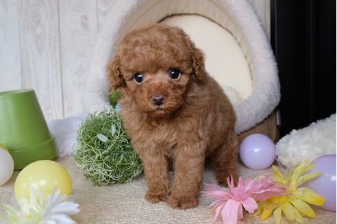 成約済の滋賀県のトイプードル-65983の5枚目