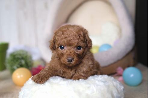 成約済の滋賀県のトイプードル-65983の3枚目