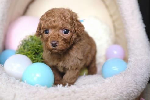 成約済の滋賀県のトイプードル-65983の2枚目