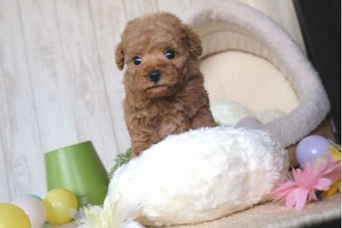 成約済の滋賀県のトイプードル-65984の1枚目