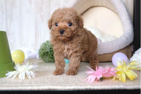 成約済の滋賀県のトイプードル-65984の5枚目