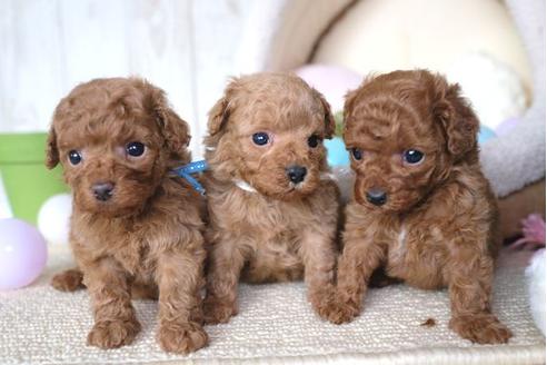 成約済の滋賀県のトイプードル-65984の4枚目