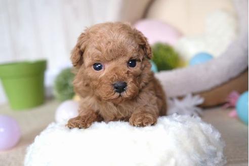 成約済の滋賀県のトイプードル-65984の3枚目