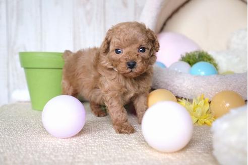 成約済の滋賀県のトイプードル-65984の2枚目