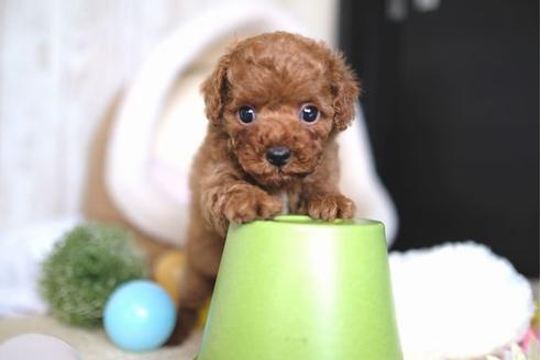 成約済の滋賀県のトイプードル-65985の1枚目