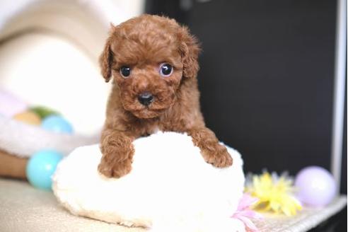 成約済の滋賀県のトイプードル-65985の5枚目