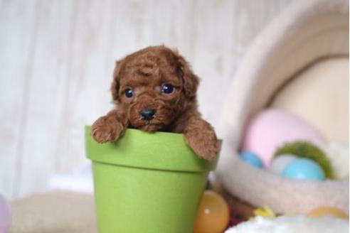 成約済の滋賀県のトイプードル-65985の3枚目