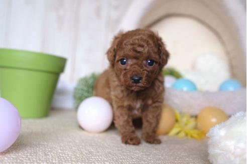 成約済の滋賀県のトイプードル-65985の2枚目