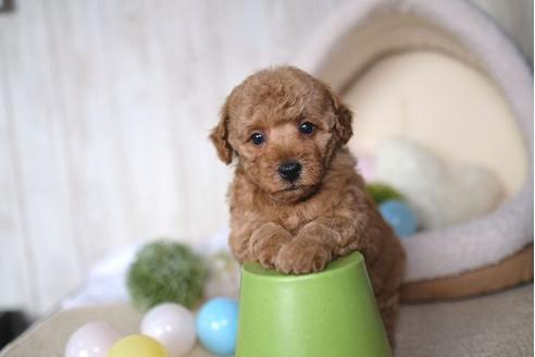 成約済の滋賀県のトイプードル-65988の1枚目