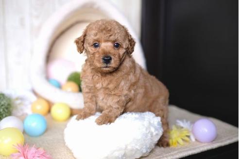 成約済の滋賀県のトイプードル-65988の5枚目