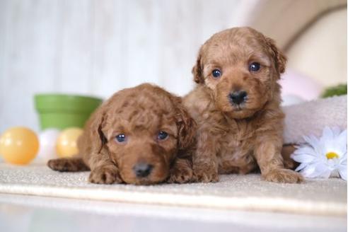 成約済の滋賀県のトイプードル-65988の4枚目