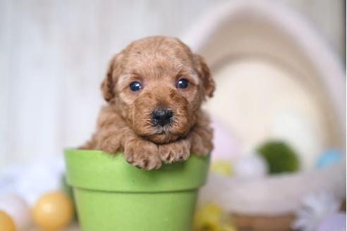 成約済の滋賀県のトイプードル-65988の3枚目