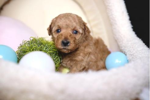 成約済の滋賀県のトイプードル-65988の2枚目