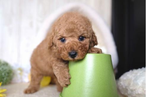 成約済の滋賀県のトイプードル-66256の1枚目