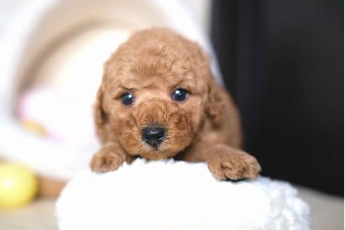 成約済の滋賀県のトイプードル-66256の4枚目