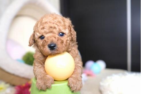 成約済の滋賀県のトイプードル-66256の3枚目