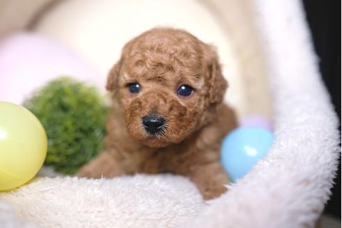 成約済の滋賀県のトイプードル-66256の2枚目