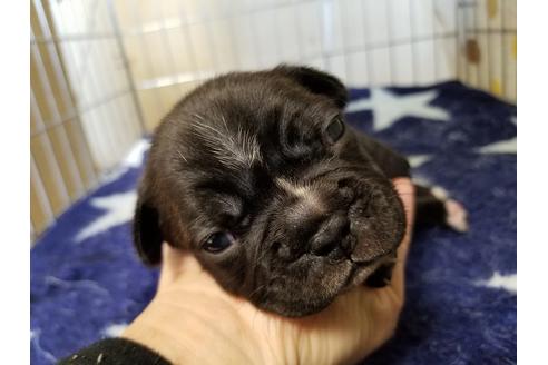 成約済の愛知県のフレンチブルドッグ-66314の1枚目