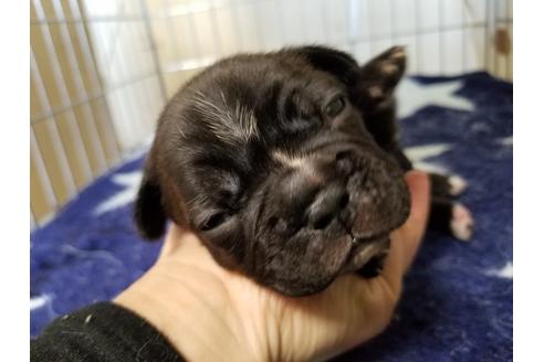 成約済の愛知県のフレンチブルドッグ-66314の3枚目