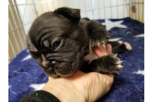 成約済の愛知県のフレンチブルドッグ-66314の2枚目