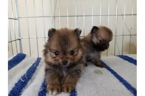 成約済の愛知県のポメラニアン-65912