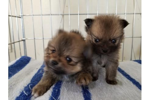 成約済の愛知県のポメラニアン-65912の4枚目