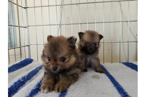 成約済の愛知県のポメラニアン-65912の3枚目