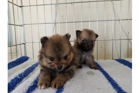 成約済の愛知県のポメラニアン-65912の2枚目