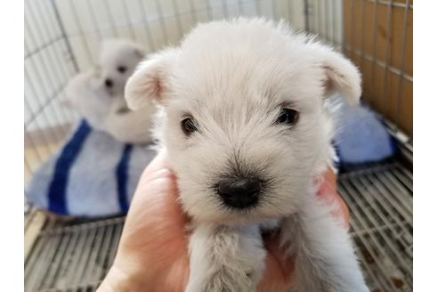 成約済の愛知県のウエストハイランドホワイトテリア(ウエスティ)-65922の1枚目