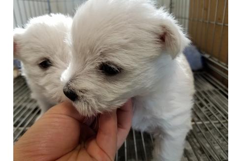 成約済の愛知県のウエストハイランドホワイトテリア(ウエスティ)-65922の3枚目