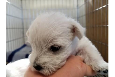 成約済の愛知県のウエストハイランドホワイトテリア(ウエスティ)-65922の2枚目