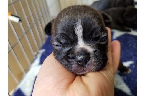 成約済の愛知県のフレンチブルドッグ-66316の1枚目