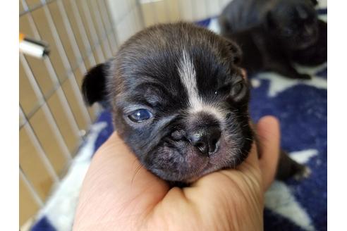 成約済の愛知県のフレンチブルドッグ-66316の4枚目