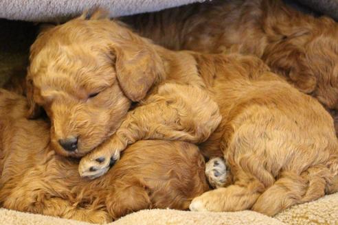 成約済の愛知県のトイプードル-65663の11枚目