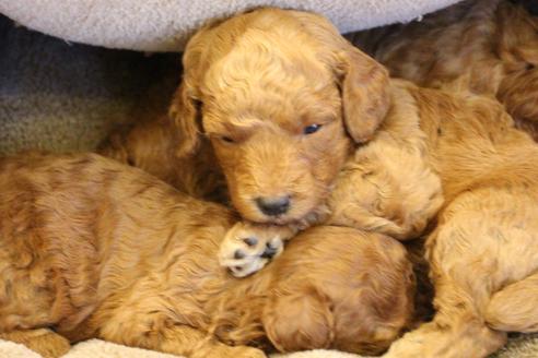 成約済の愛知県のトイプードル-65663の10枚目