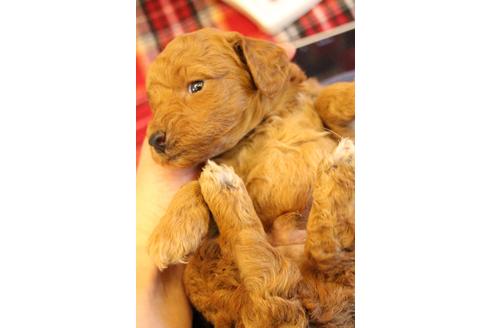 成約済の愛知県のトイプードル-65663の9枚目