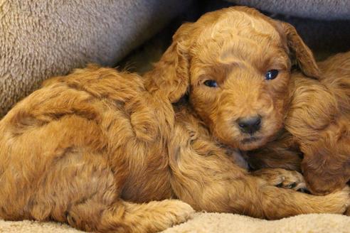 成約済の愛知県のトイプードル-65663の7枚目