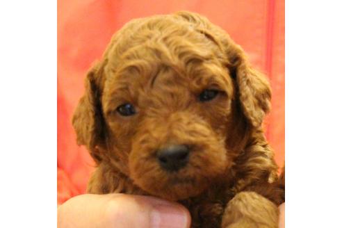 成約済の愛知県のトイプードル-65662の7枚目